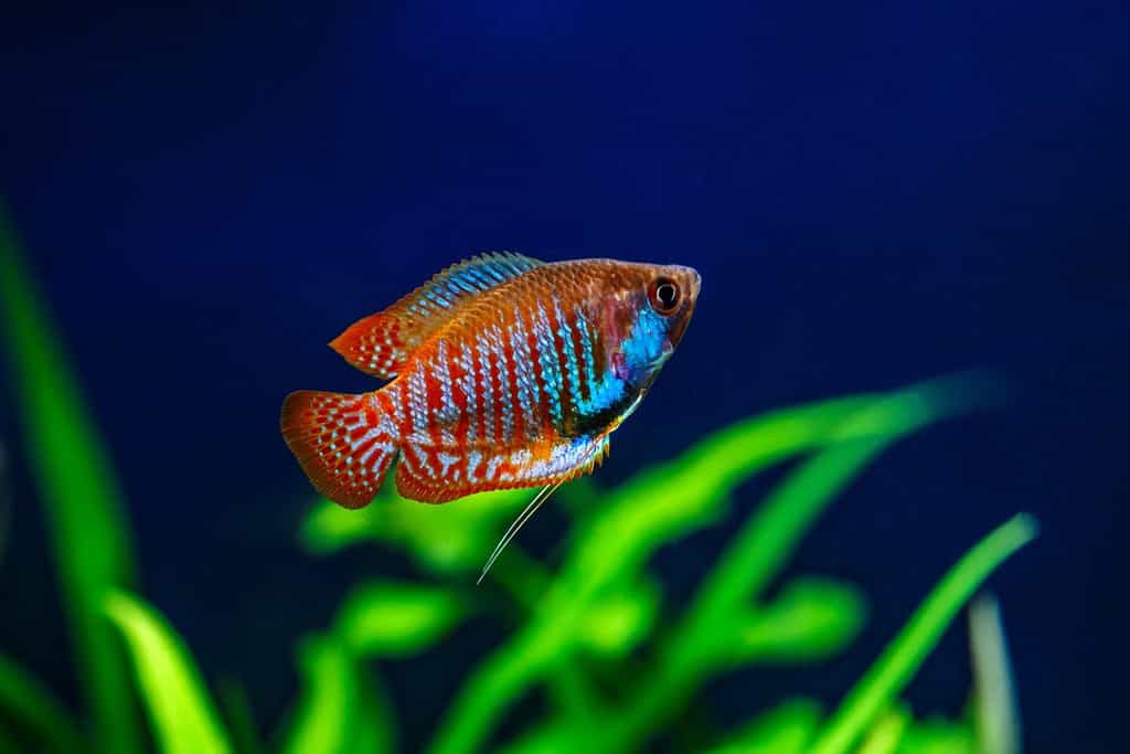 A green beautiful planted tropical freshwater aquarium with fishes. Dwarf gourami (Colisa lalia) fish in a home aquarium, lalius close-up