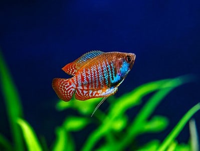 A Dwarf Gourami