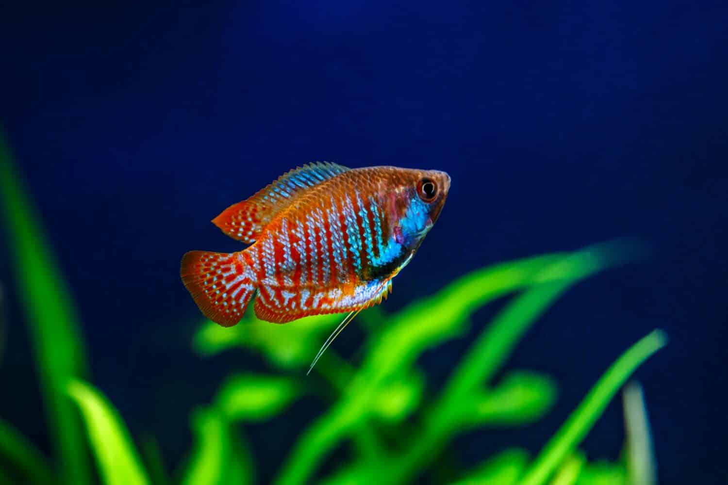 Dwarf gourami can be found in a variety of colors, but they all have thread-like ventral fins that look like whiskers. 