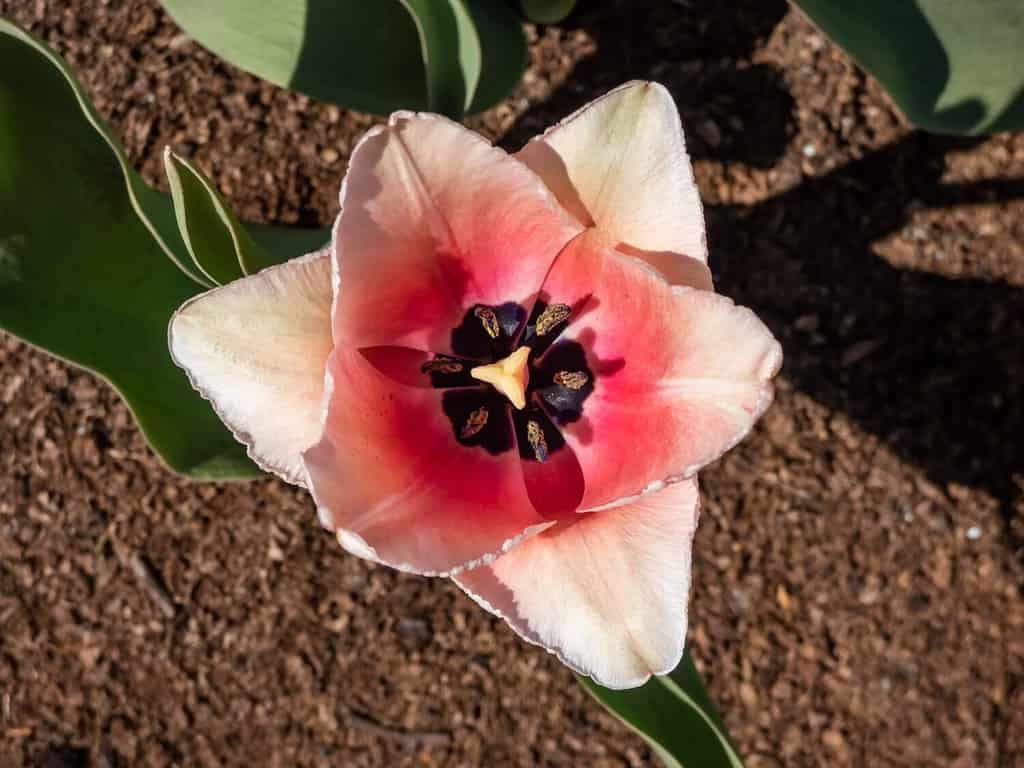 Tulip Salmon Impression with pale pink gently flushed with apricot- pink flowers. The flowers are large and goblet shaped held on tall strong stems. The inner petals are deep salmon with a bluish base