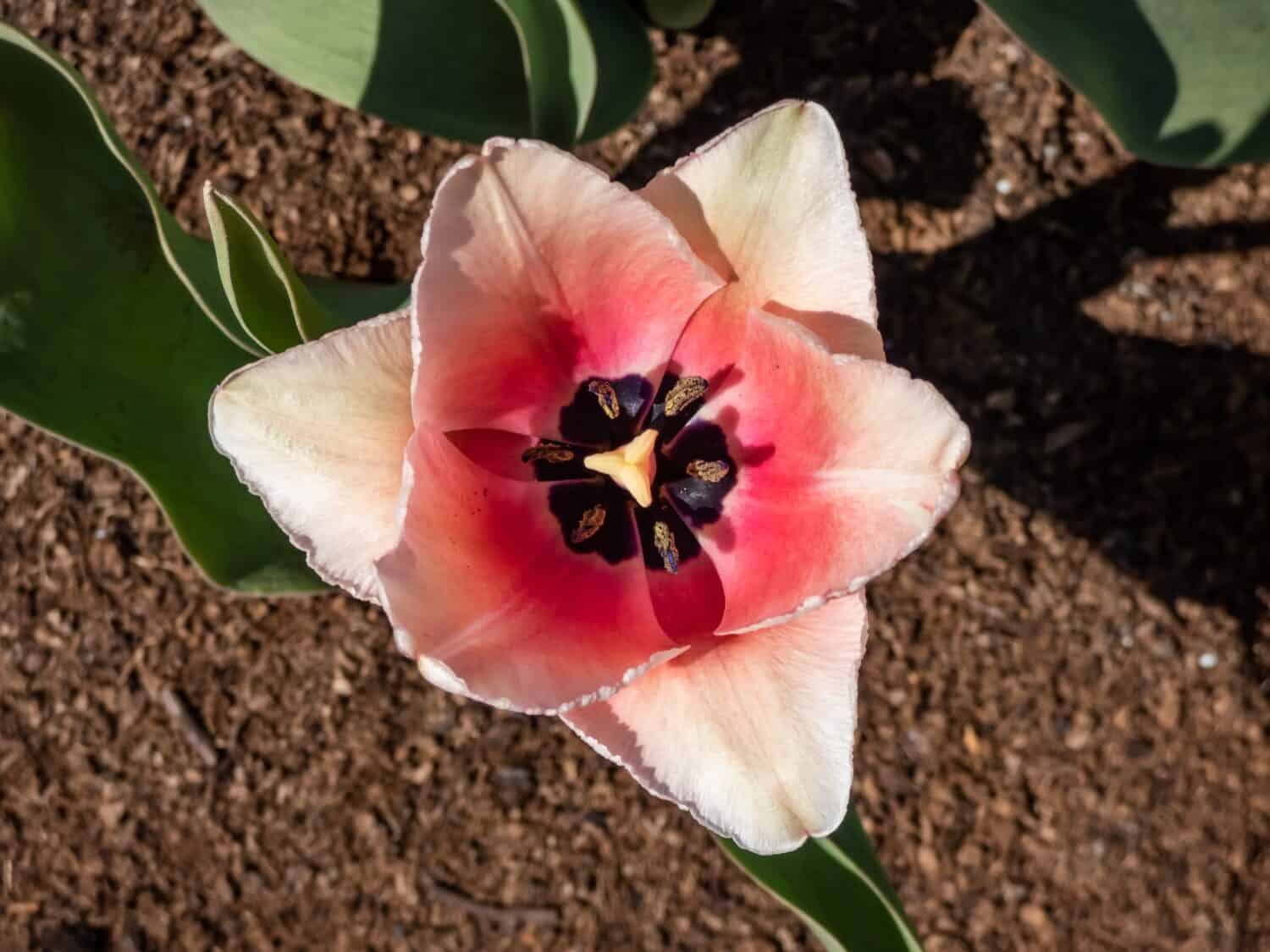 Tulip Salmon Impression with pale pink gently flushed with apricot- pink flowers. The flowers are large and goblet shaped held on tall strong stems. The inner petals are deep salmon with a bluish base