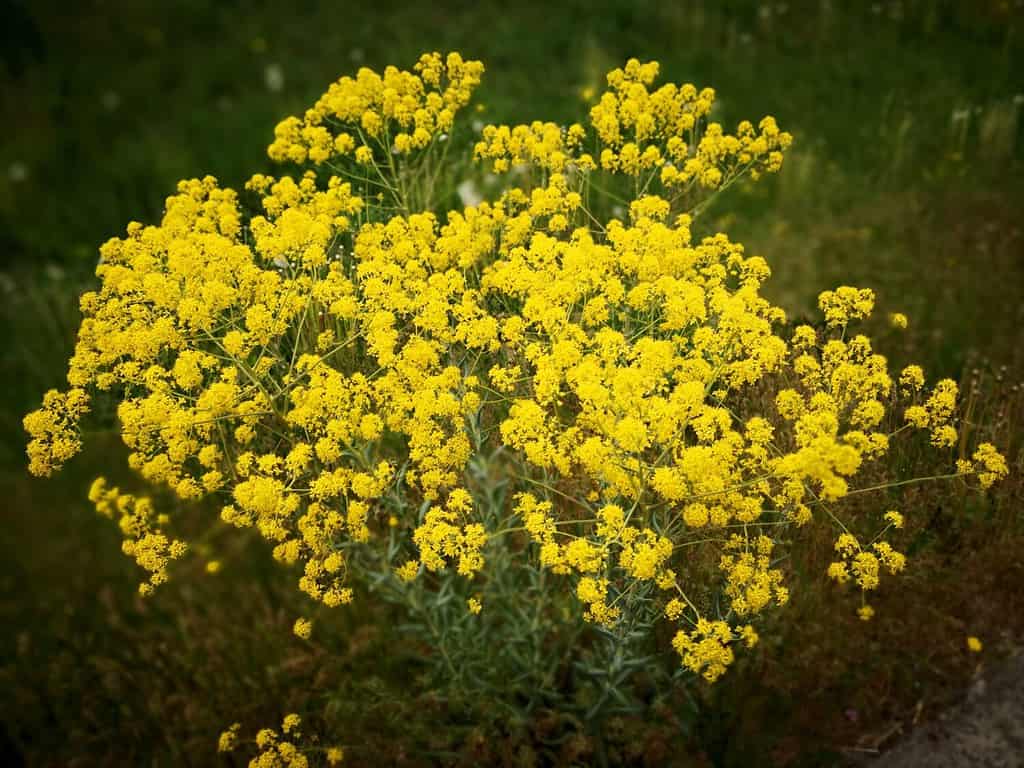 Big dyer's woad (Isatis tinctoria, glastum, Asp of Jerusalem) plant with many yellow flowers growing in south-west of France, near Toulouse, where is traditionally used for famous local woad “pastel”