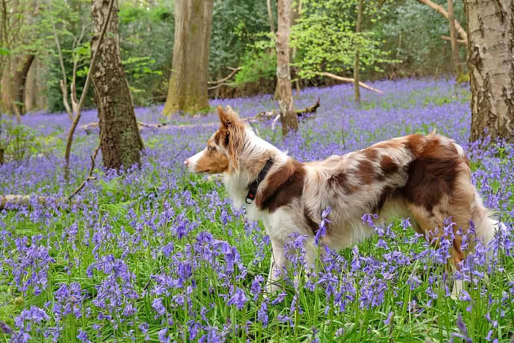 A tri coloured red merle border collie stood in bluebell woods, Surrey, UK.