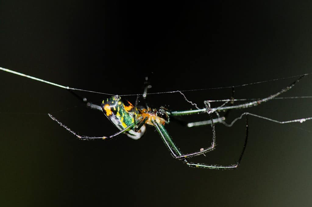 Orchard spider, orchard orbweaver, scientific name: Leucauge venusta producing warp threads for its net.