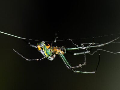 A See the 7 Most Colorful Spiders Found Crawling Around Canada