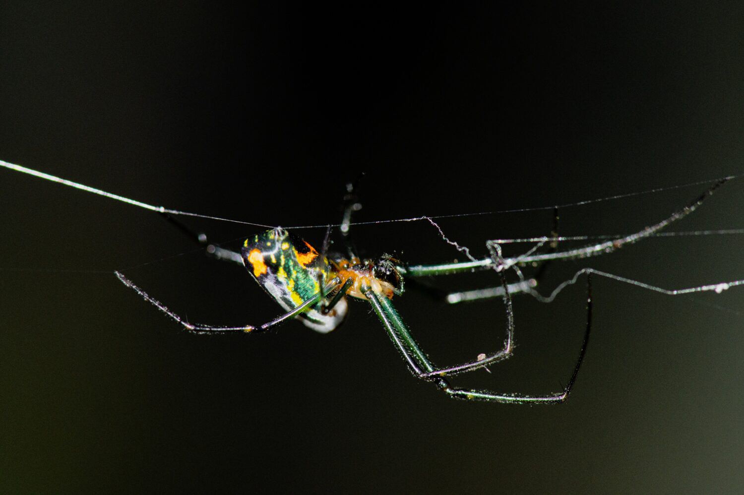Orchard spider, orchard orbweaver,scientific name: Leucauge venusta producing warp threads for its net.