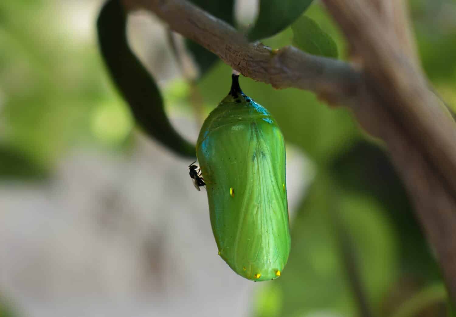 Close up of tiny ant on a monarch butterfly chrysalis