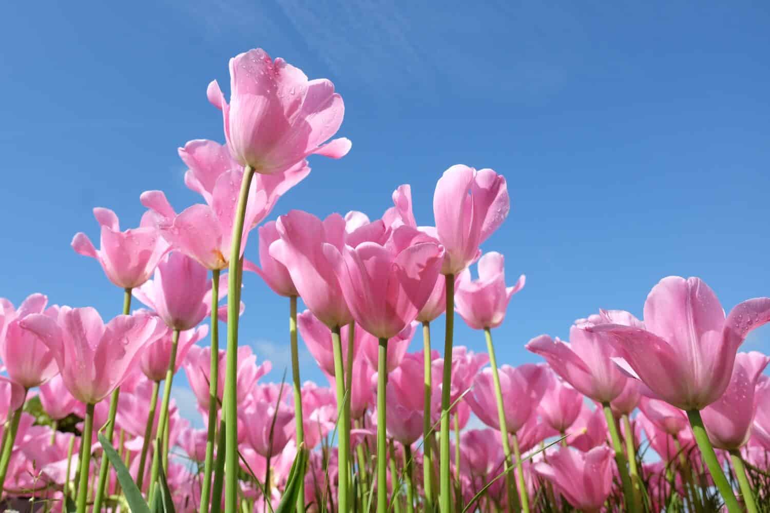 Pink Tulip Symbolism: Spreading a Spirit of Care and Optimism For Generations to Come