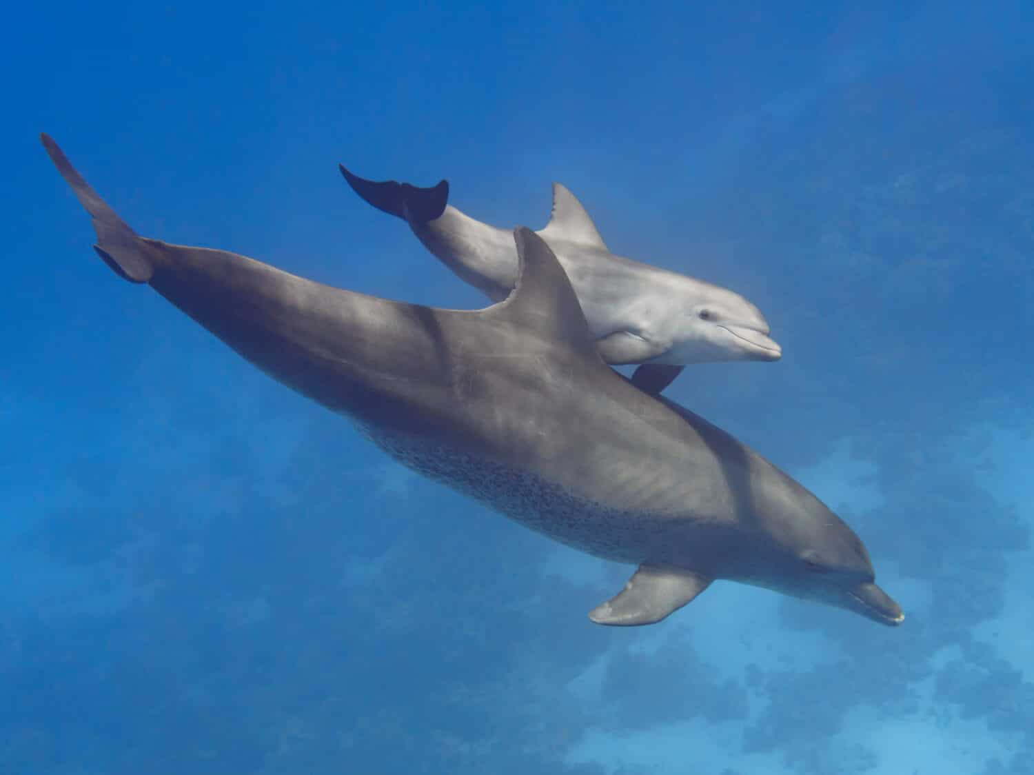 Pareja (padre e hijo) delfines nariz de botella salvajes nadando en el mar azul profundo cerca del arrecife de coral