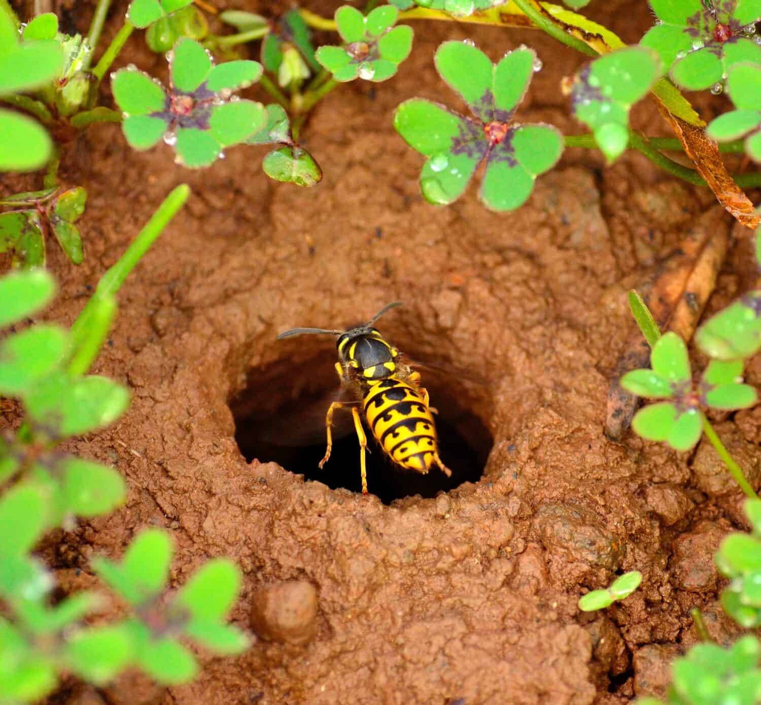 Wasp over the entrance hole of its underground nest