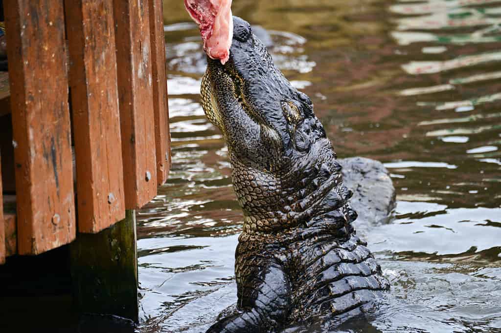 Alligator feeding in alligator theme park