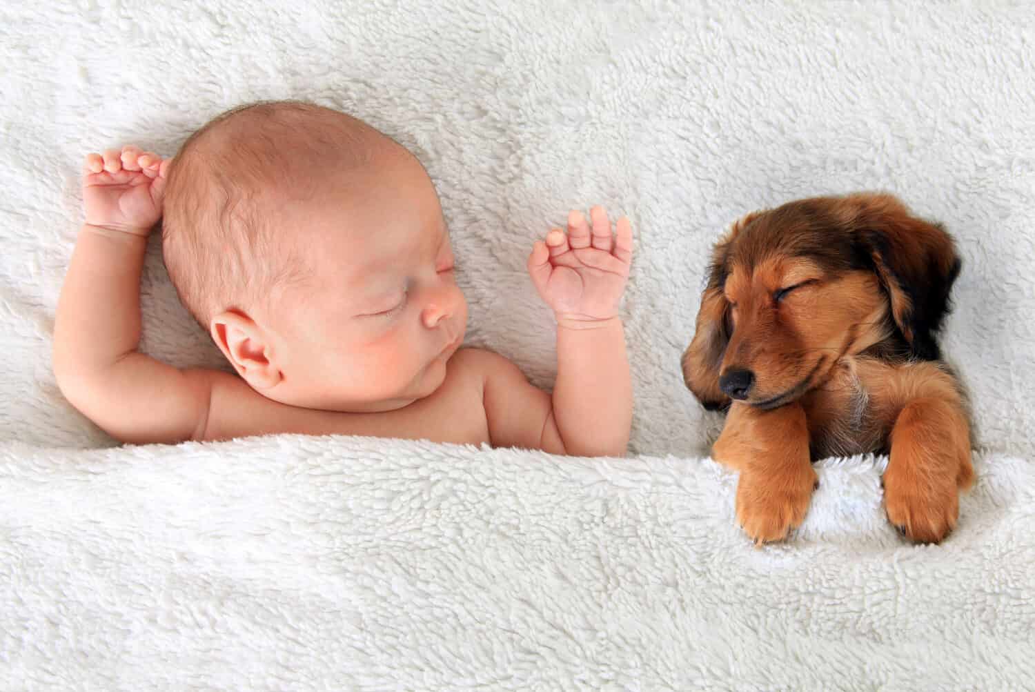 Newborn baby and a dachshund puppy sleeping together. 