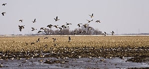 Duck Hunting Season in South Dakota: Season Dates, Bag Limits, and More Picture