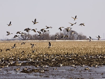 A Duck Hunting Season in South Dakota: Season Dates, Bag Limits, and More