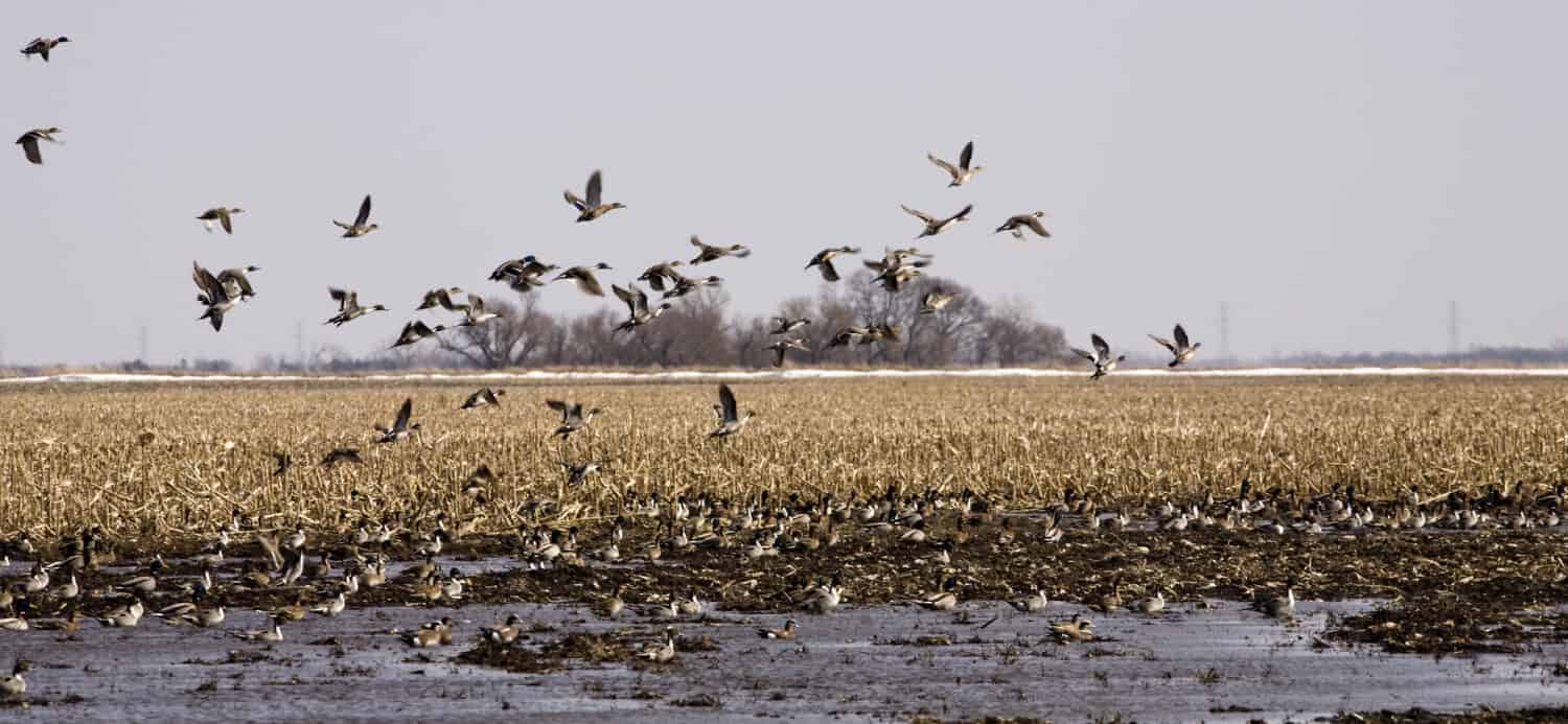 Pintail and Mallard Ducks gather on a south Dakota pothole during the Spring Migration