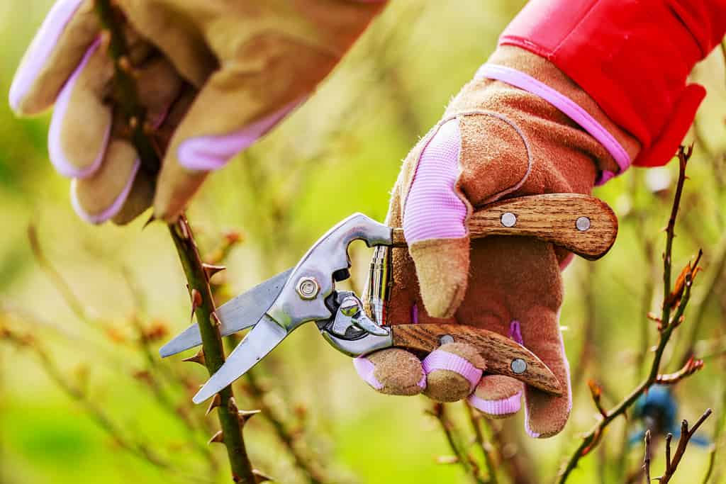 Spring pruning roses in the garden