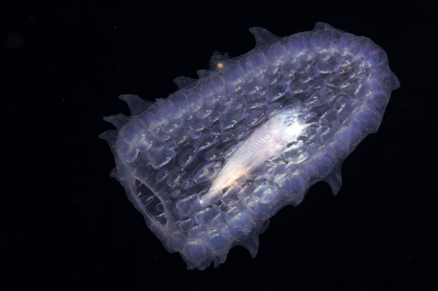 Pyrosome with a fish hiding inside of it