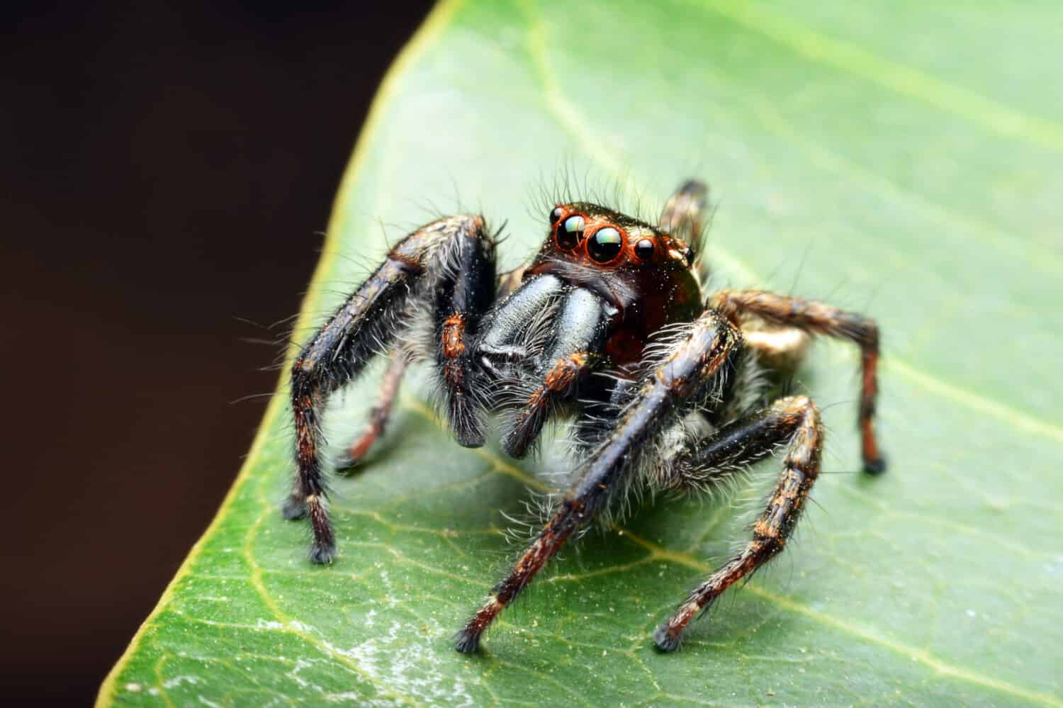 Close up view of a Bold Jumping Spider