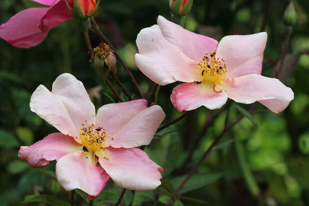 Rosa chinensis Mutabilis