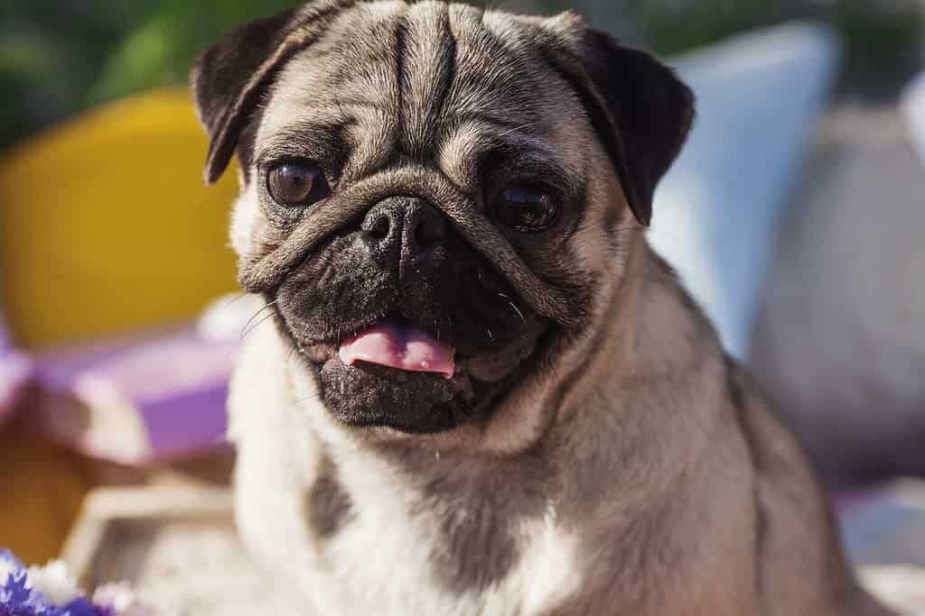 Portrait of one dog of pug breed with silver color coat and tongue out sitting on a picnic cover in park with green grass on sunny day in summer.