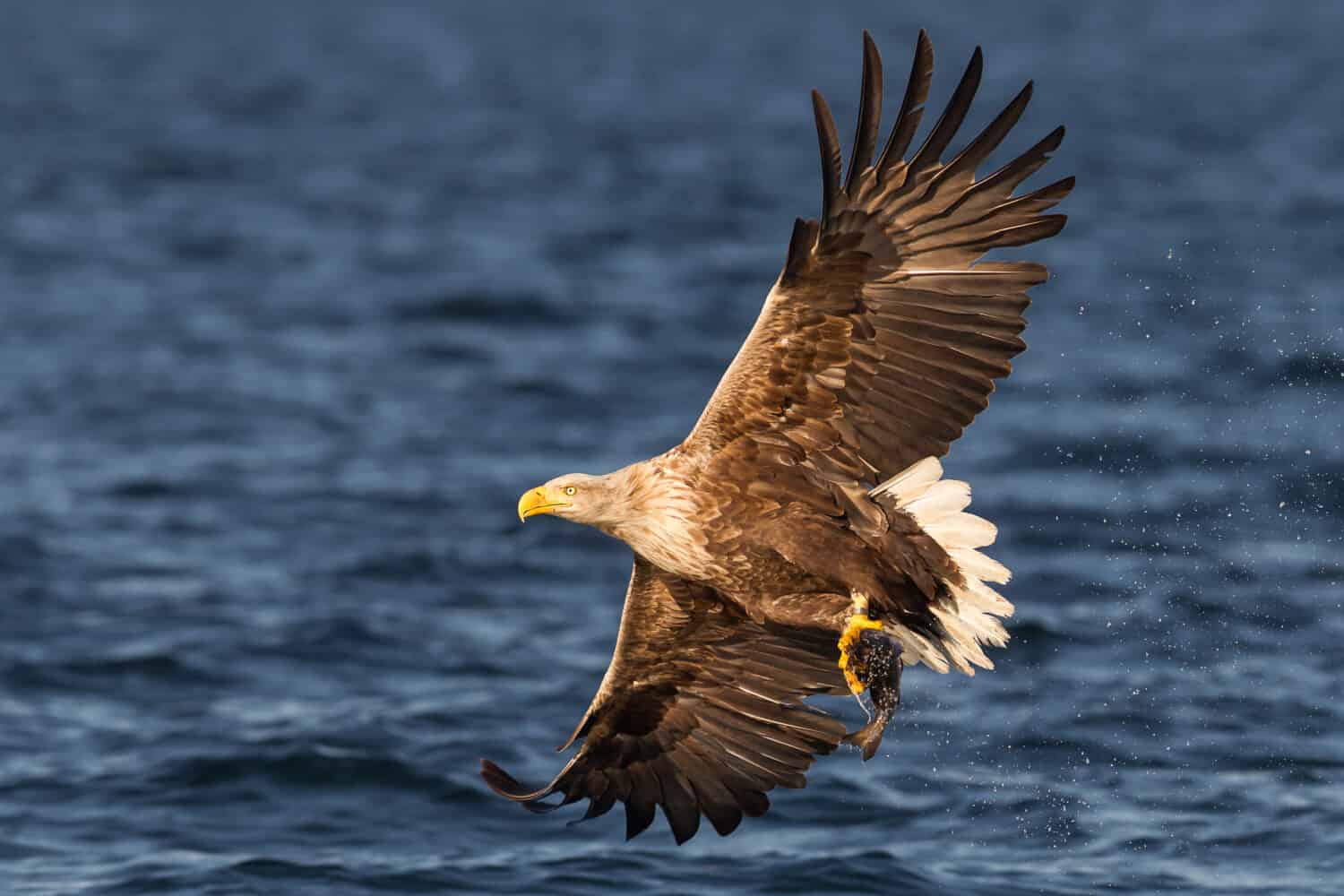 White-tailed Sea Eagle