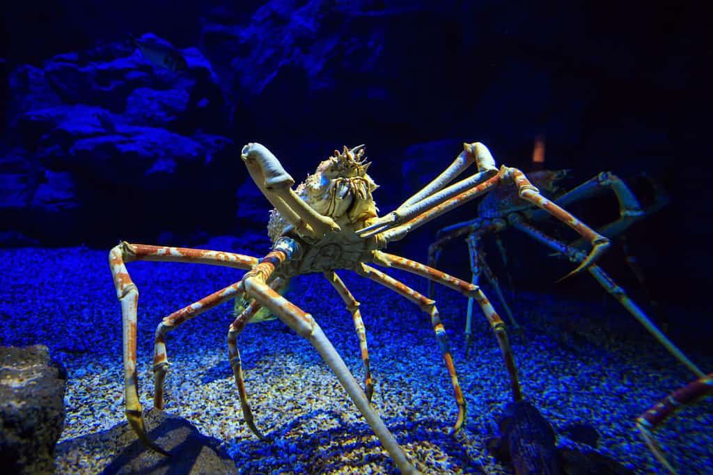 Giant Japanese spider crab in aquarium