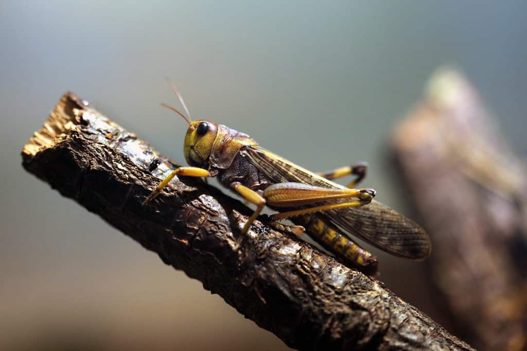 Migratory locust (Locusta migratoria). Wildlife animal.