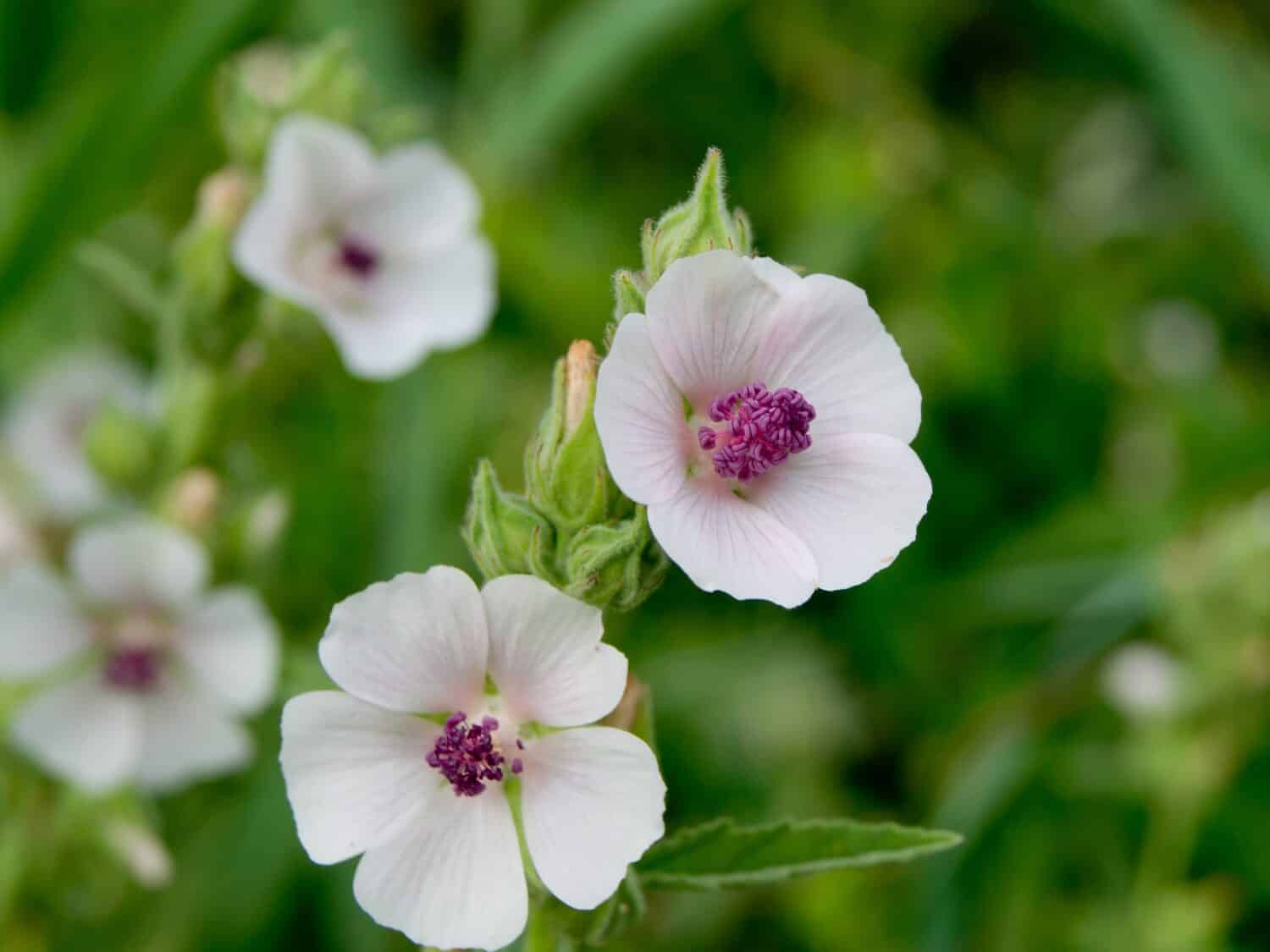 Marshmallow (Althaea officinalis) is a natural healing process.