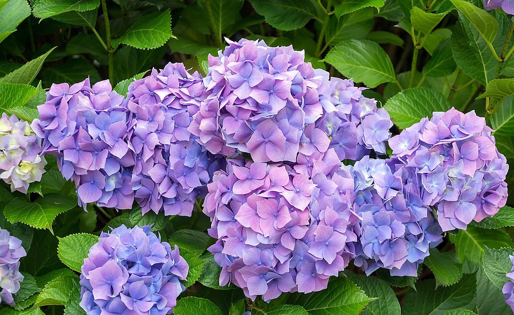 Hydrangea macrophylla Nikko Blue, Gortenzia