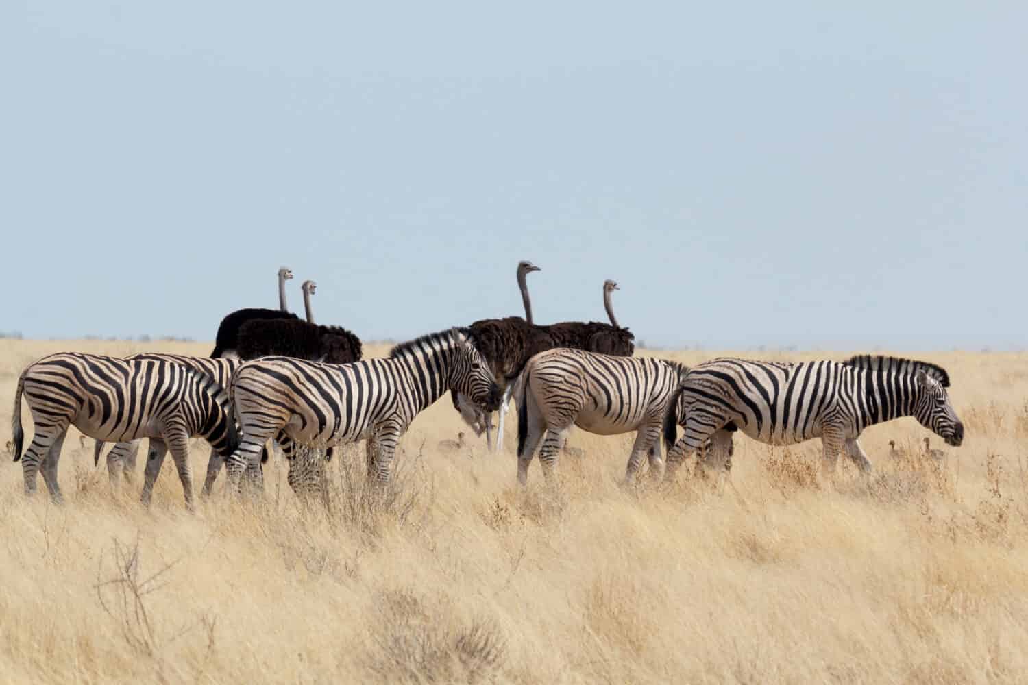 Zebra and ostrich in african bush. Etosha national Park, Ombika, Kunene, Namibia. True wildlife photography
