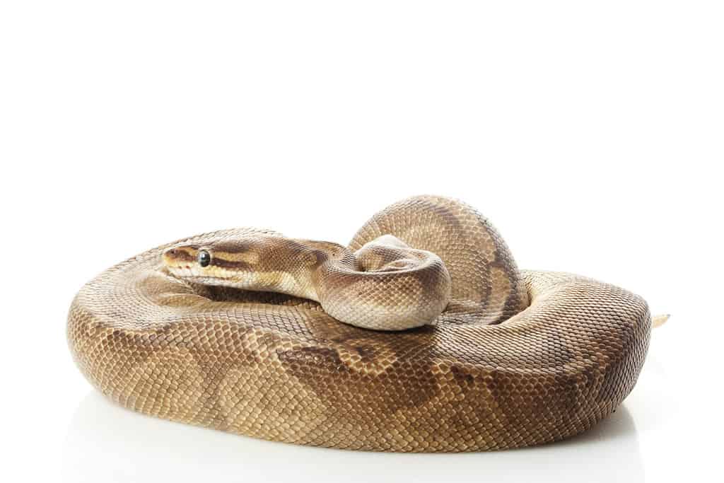 sunset ball python (Python regius) isolated on white background.
