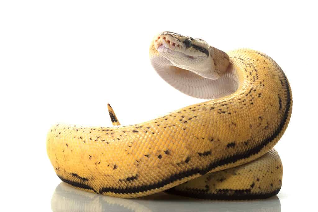 pastel super stripe ball python (Python regius) isolated on white background.