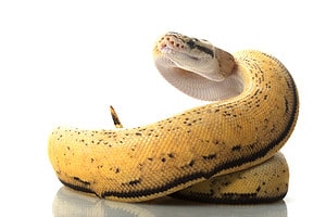 Python Poop: Everything You’ve Ever Wanted to Know Picture