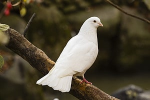 Discover the Significance and Symbolism of Doves in the Bible photo