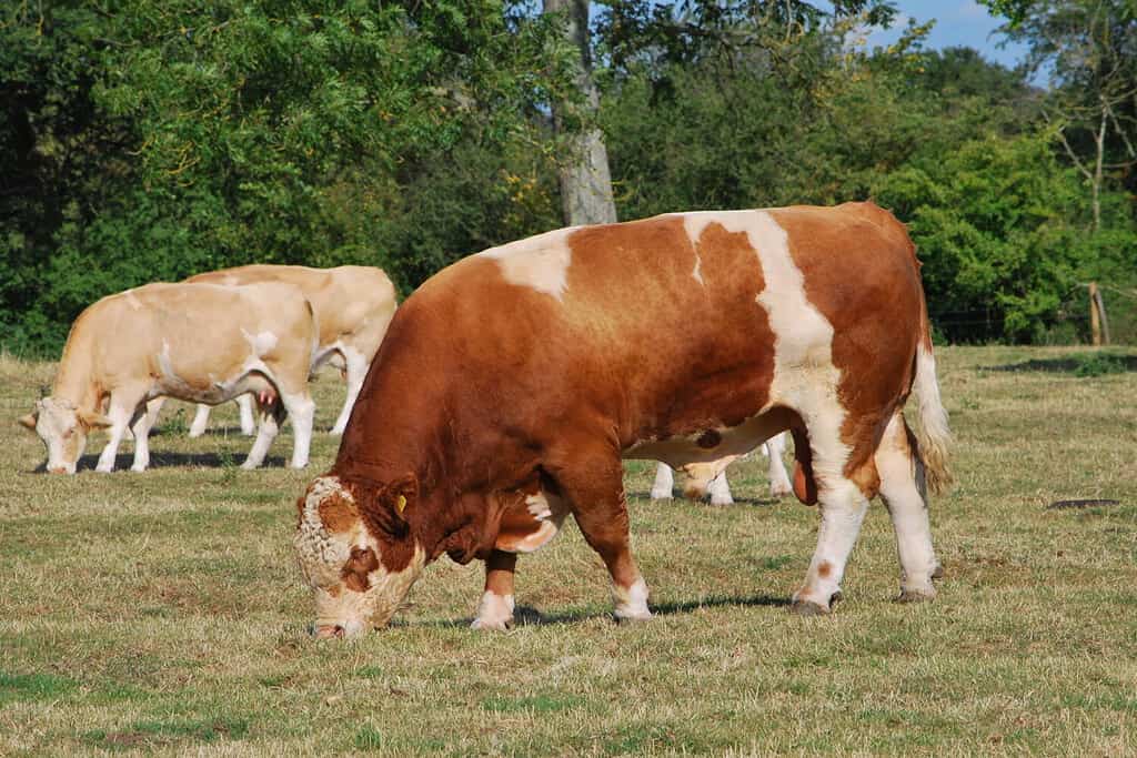 Simmental bull grazing with heifers