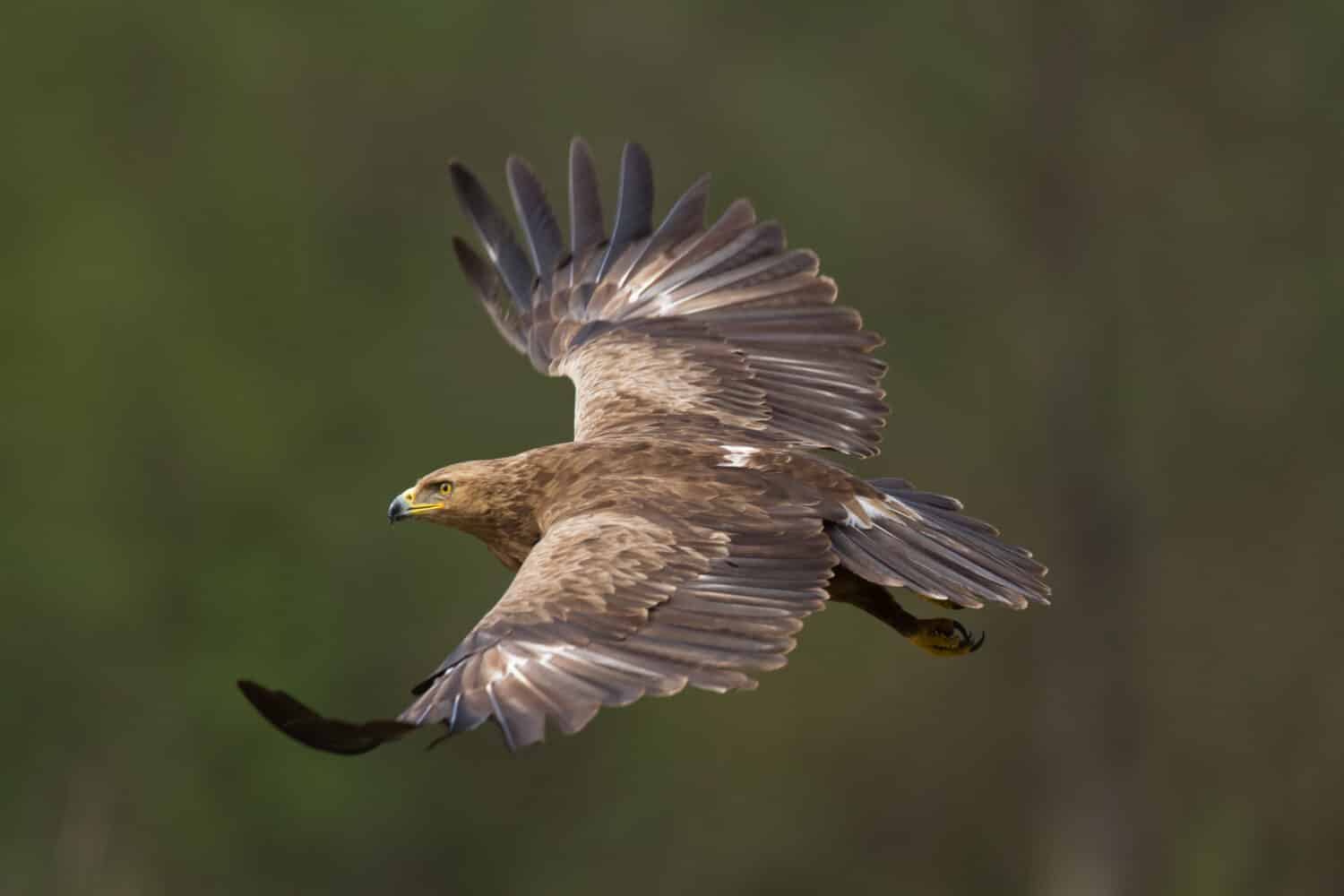 Birds of prey - Lesser Spotted Eagle (Aquila pomarina)
