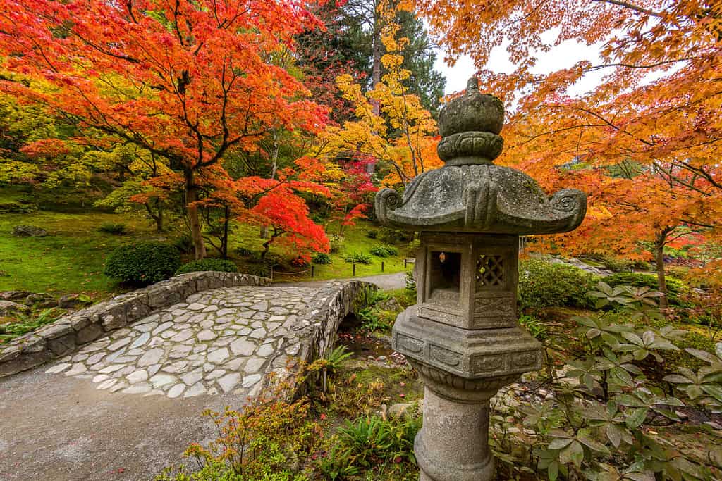 Seattle japanese garden, fall foliage