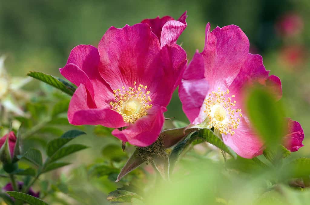 Wildrose; Rosa gymnocarpa, 1893; old Rose;