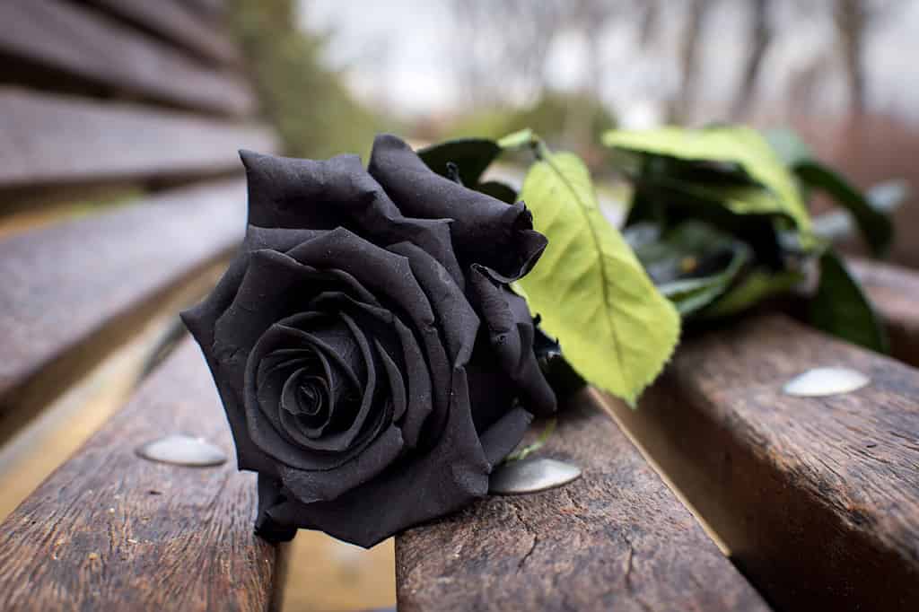 black rose art