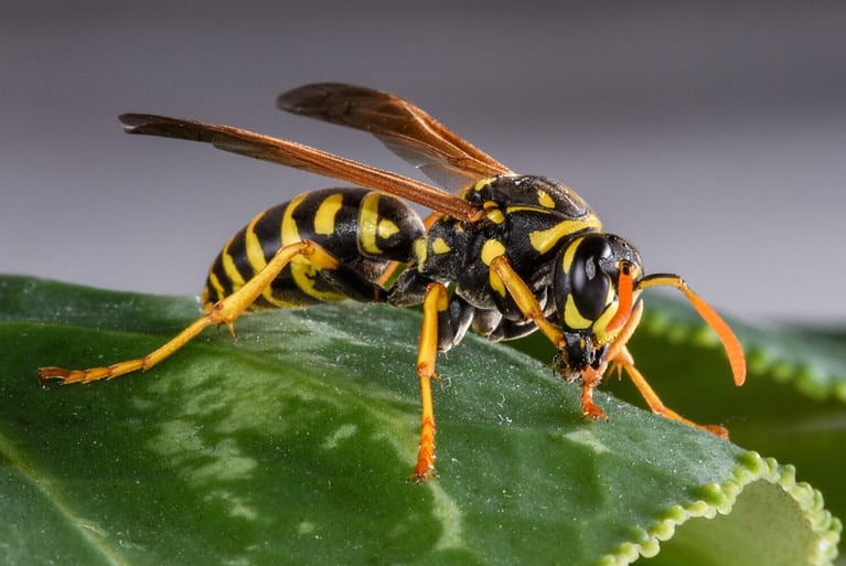 A European paper wasp on a Leaf