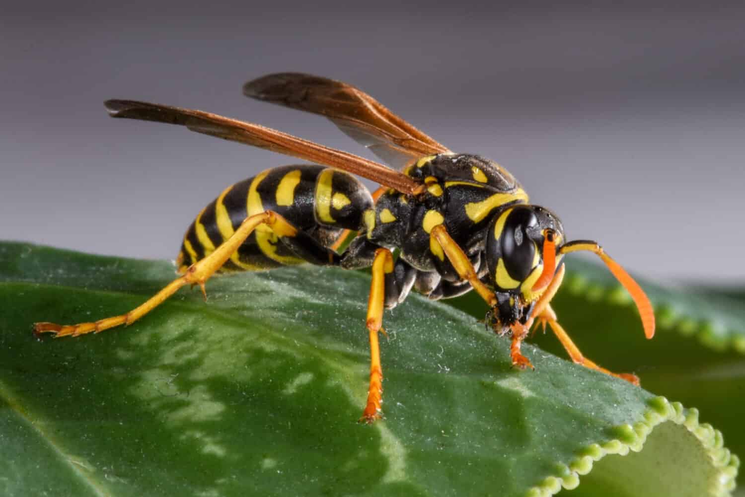 An Eastern Yellowjacket on a Leaf