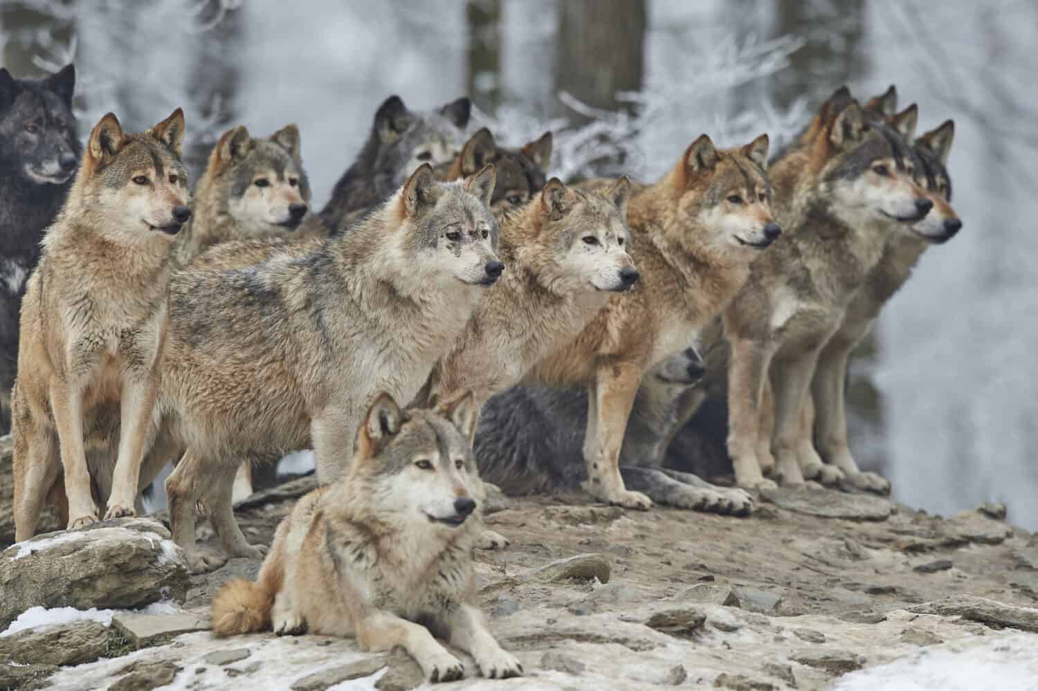 a pack of wolves in snow