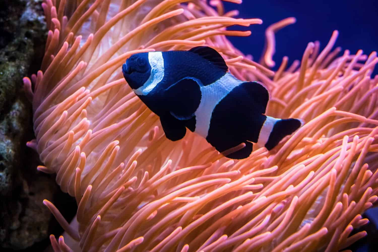 Black and white clownfish