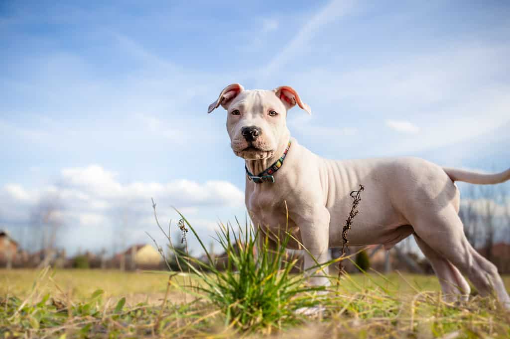 White American Staffordshire terrier puppy standing on grass