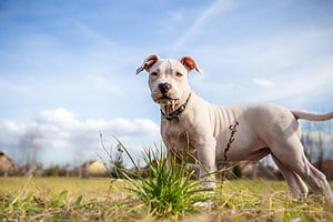 White Pit Bulls: Everything You Need to Know About These Rare Dogs Picture