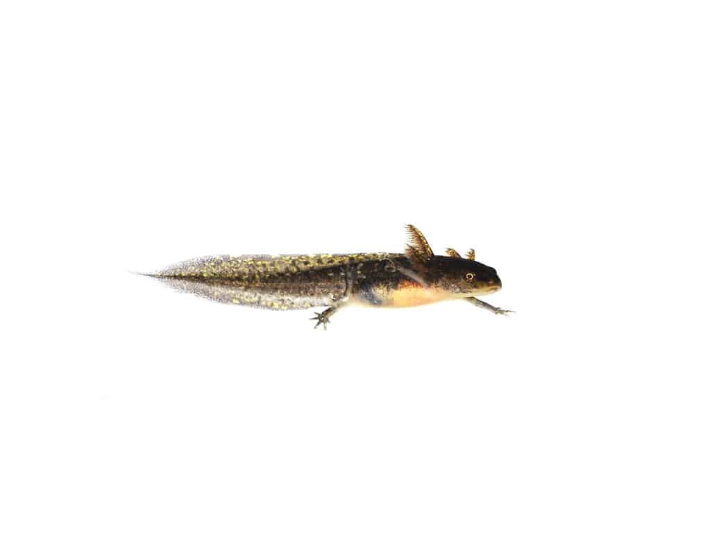 Swimming salamander larva on white background