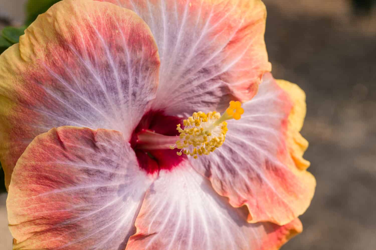 hibiscus flower called "Fifth Dimension"