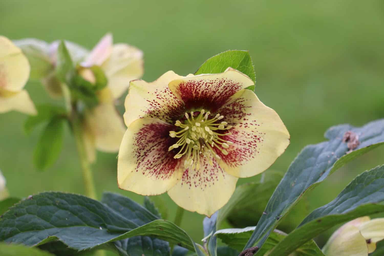 Yellow Hellebore or Lenten Rose with Red Speckles, Helleborous hybridus, "Yellow Lady"; evergreen perennial early spring garden flower.