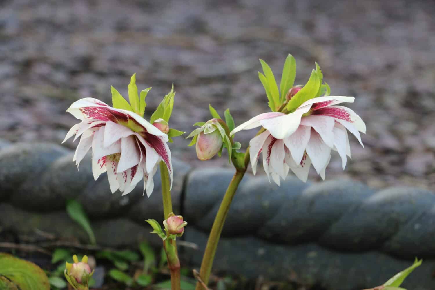 Double Bloom Pink Hellebore or Lenten Rose, Helleborous hybridus, Cinderella; evergreen perennial early spring garden flower.