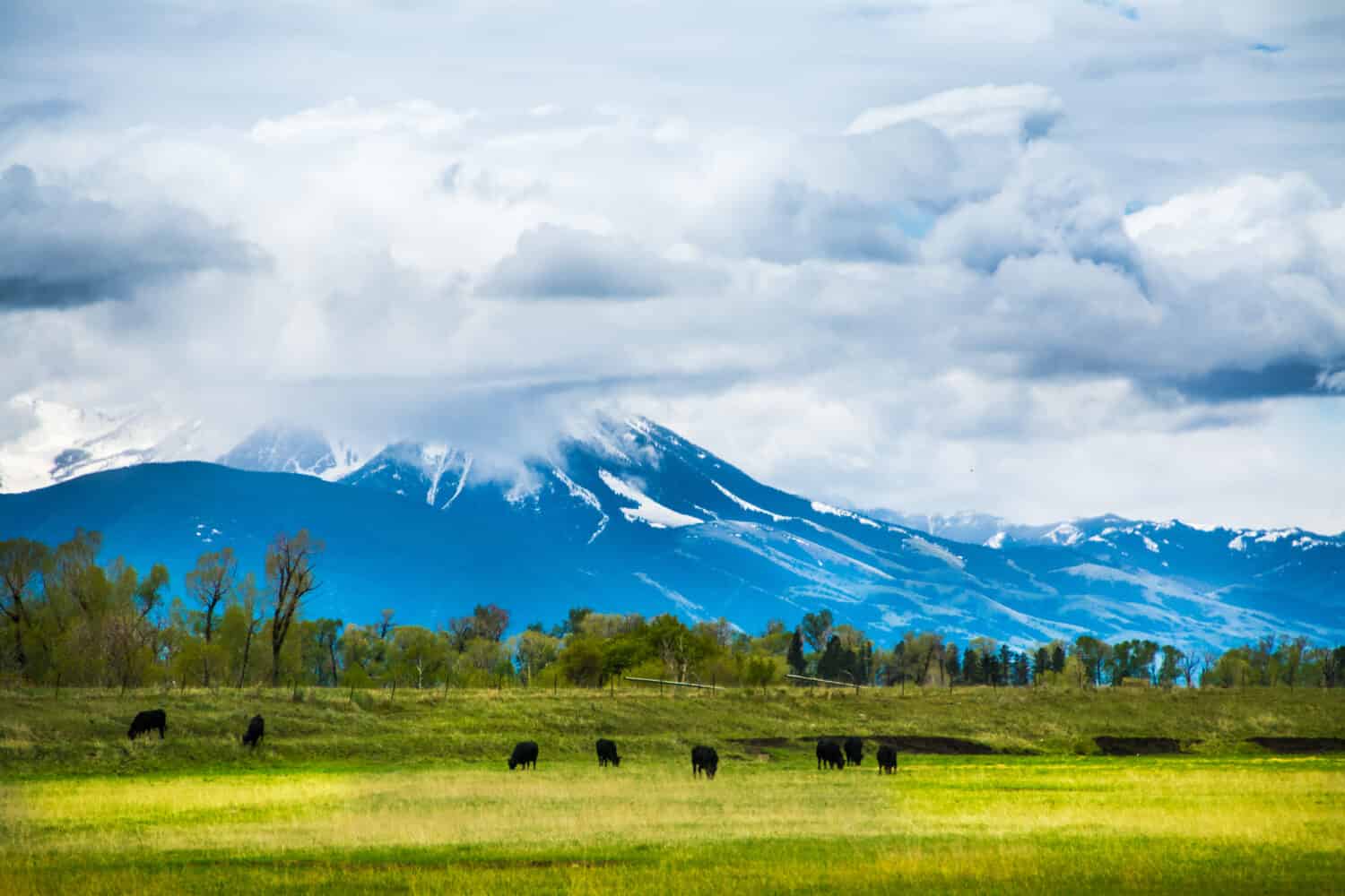 Low Hanging Clouds over Paradise Valley, in between Bozeman Montana and Livingston Montana. Cattle are grazing. Beautiful deep blue mountains and green pasture.